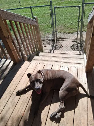 Athena the Pittie