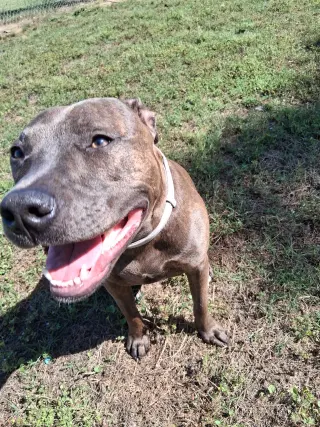 Athena the Pittie