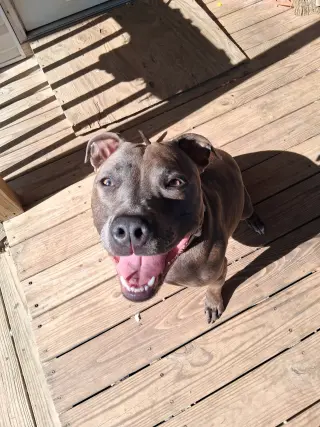 Athena the Pittie