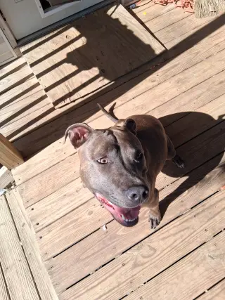 Athena the Pittie