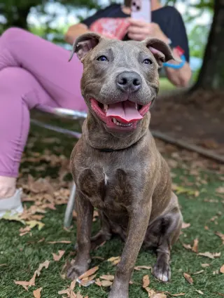 Athena the Pittie