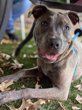 Athena the Pittie
