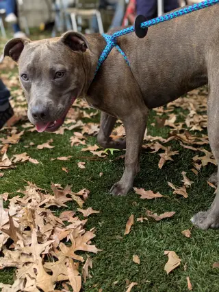 Athena the Pittie