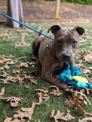Athena the Pittie
