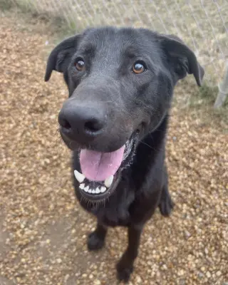Sinatra