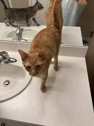 Snap- (must be adopted with Calista)