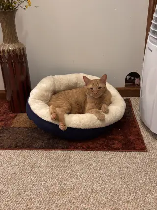 Snap- (must be adopted with Calista)