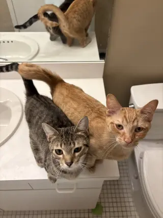 Snap- (must be adopted with Calista)