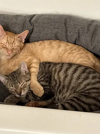 Snap- (must be adopted with Calista)