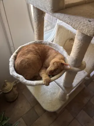 Snap- (must be adopted with Calista)