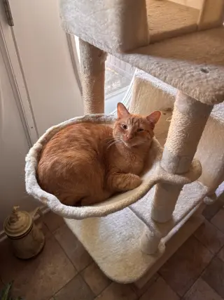 Snap- (must be adopted with Calista)