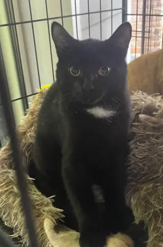 Tux