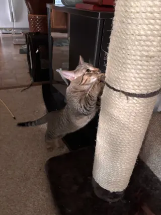 Calista- (must be adopted with Snap)