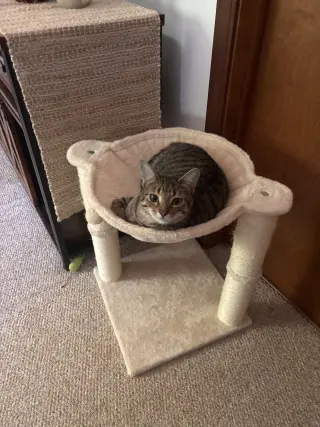 Calista- (must be adopted with Snap)
