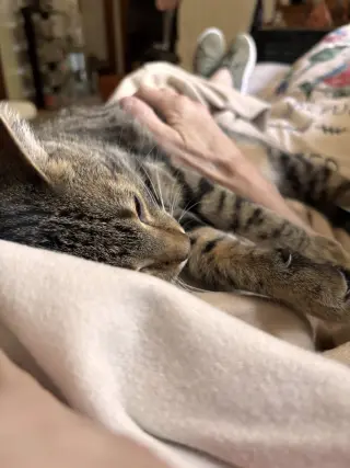 Calista- (must be adopted with Snap)