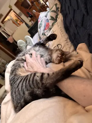Calista- (must be adopted with Snap)