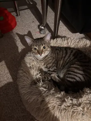 Calista- (must be adopted with Snap)