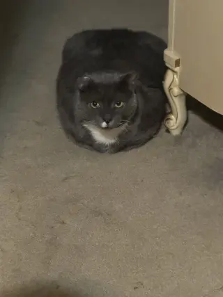 Elvis Purrsley