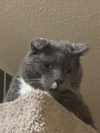 Elvis Purrsley