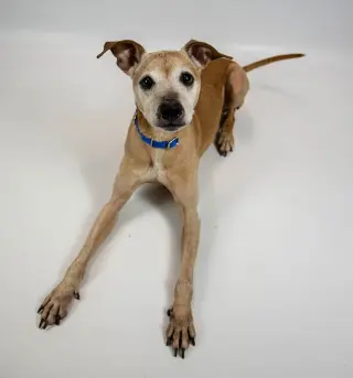 Meeko
