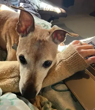 Meeko
