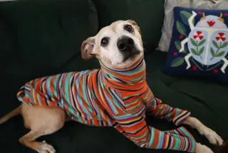 Meeko