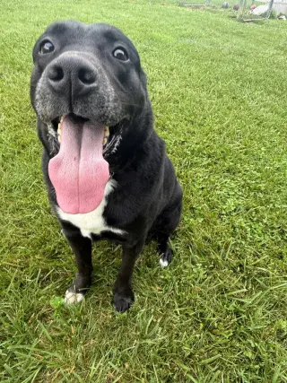 Franklin