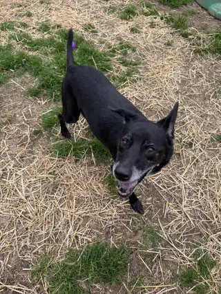 Wiggly