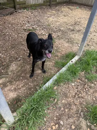 Wiggly