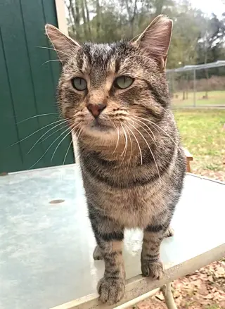 Stub Tail