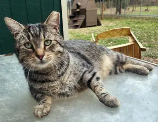 Stub Tail