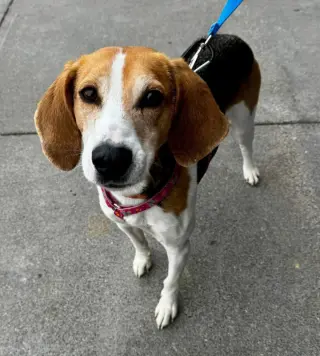 Taylor *Adopt*