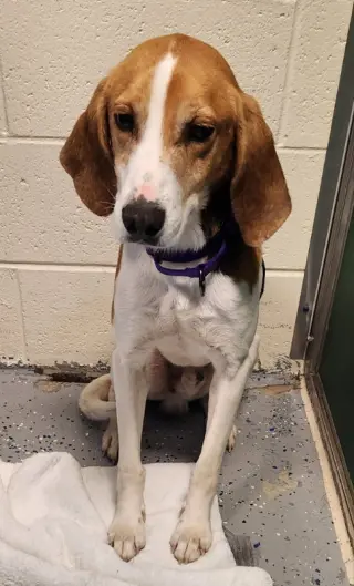 Taylor *Adopt*