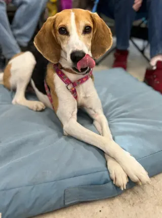Taylor *Adopt*