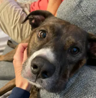 Jackson *FOSTER NEEDED TOO!
