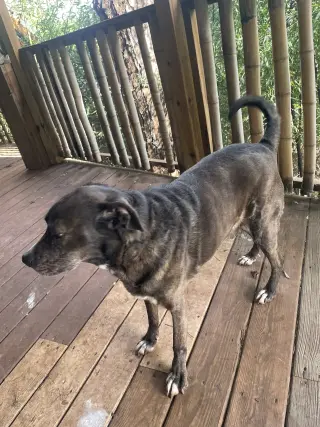 Jackson *FOSTER NEEDED TOO!