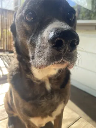 Jackson *FOSTER NEEDED TOO!
