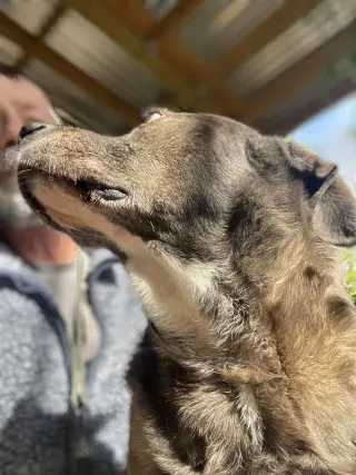 Jackson *FOSTER NEEDED TOO!