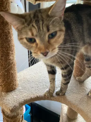 Hazel