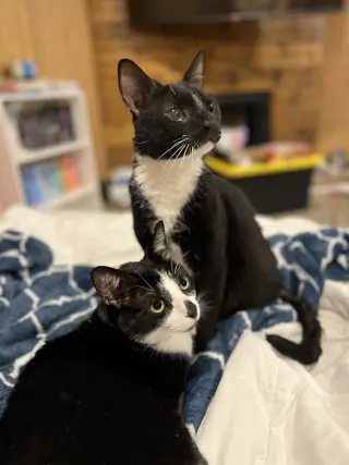 zz "Capone and Auggie" courtesy listing