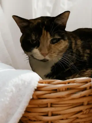 Patches