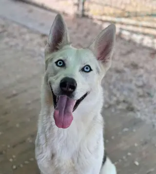 Fenrir