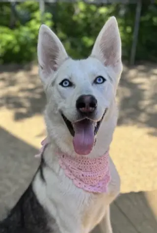 Fenrir