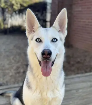 Fenrir