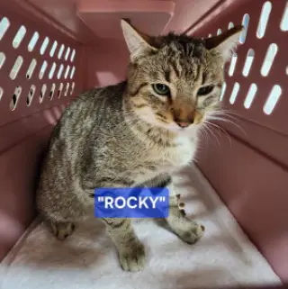 Rocky
