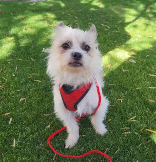 Yoda