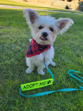 Yoda