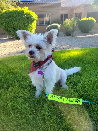 Yoda