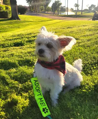Yoda