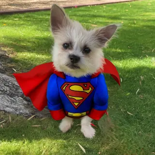 Yoda